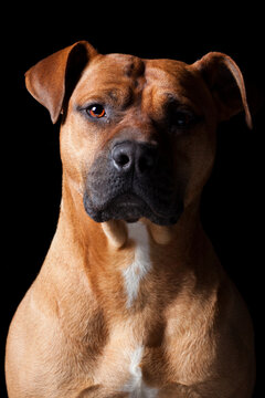 Dramatic close up portrait of a brown boxer dog on black background
