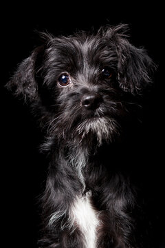 Portrait of a black mixed breed dog looking at camera in studio