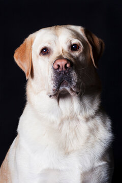 Dramatic studio portrait of a yellow labrador retriever
