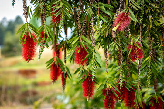 Red Bottlebrush Flowers Hanging from Tree Branch in Bloom