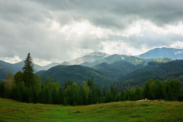 Obraz premium The scene shows the Carpathian Mountains in Ukraine. Lush green fields stretch across the landscape, with clouds in the sky and sunlight shining through.