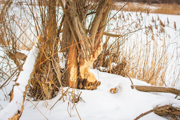 winter riverside scene showing beaver gnawing marks on willow base with snow and dry reeds in soft natural light © Vasilisa Dorofeeva