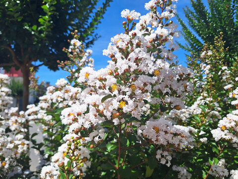 White lagerstroemia or crape myrtle flowers on a bush branch.