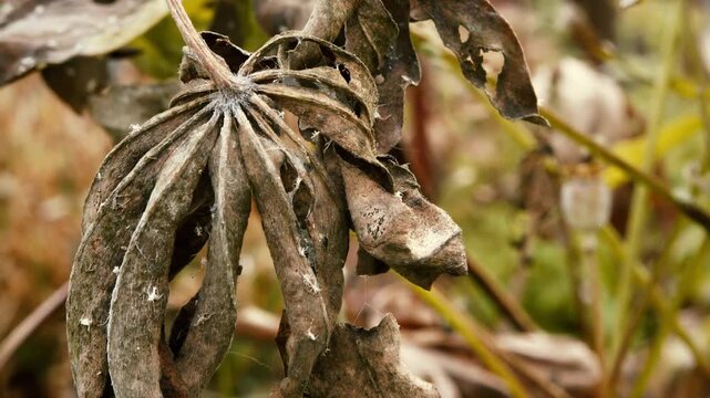 Dead brown leaf close up with a sliding camera motion stock footage