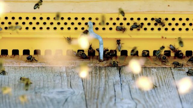 Honey bees swarm around a yellow hive entrance in a busy apiary during springtime honey production.
