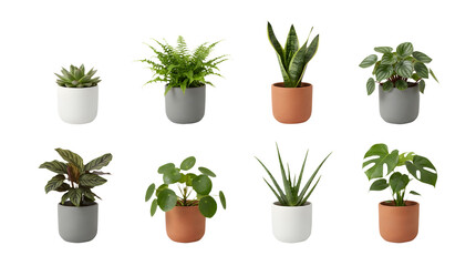 Fototapeta premium Minimalist indoor houseplant collection, set of 8 potted green plants on white background, modern home decor greenery in ceramic pots