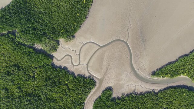 Aerial view of meandering river and mangrove forest