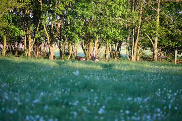 roe deer in the grass © Duvekot Fotografie