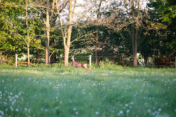 roe deer in the grass © Duvekot Fotografie