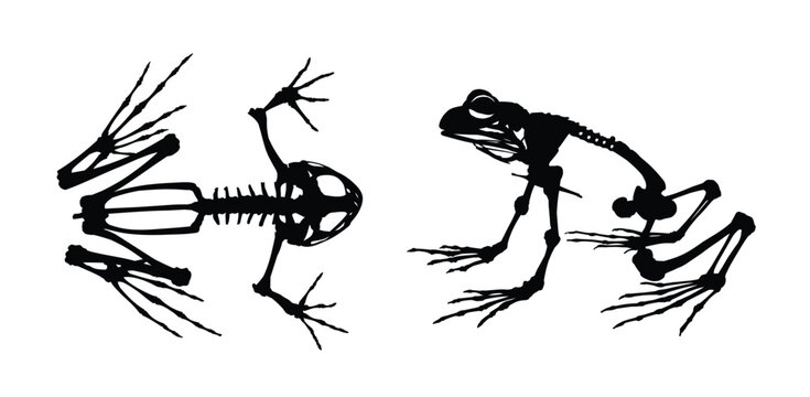 The set of wild frog skeletons.

