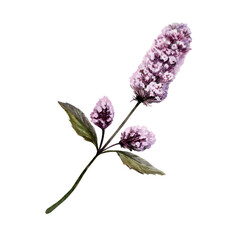 Peppermint flower sprig in botanical watercolor style. Medicinal mentha herb for pharmaceutical cough syrup packaging, apothecary herbal tea label, organic medicine design and cosmetic branding © AnKa