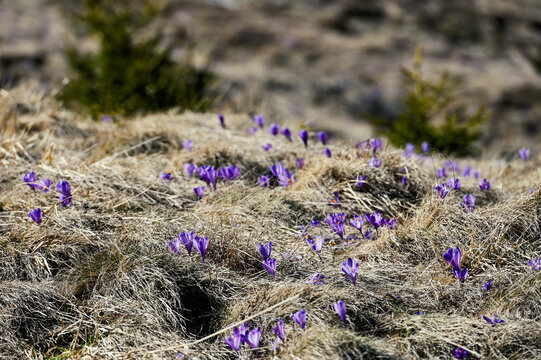 Purple crocus flower on the spring meadow. Carpathian mountains