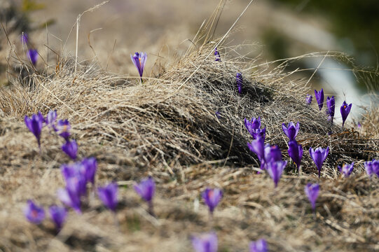 Purple crocus flower on the spring meadow. Carpathian mountains
