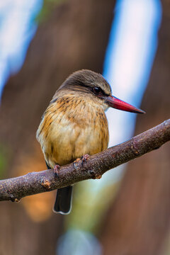 Brown-hooded Kingfisher Perched on a Tree Branch natural background in Selective Focus