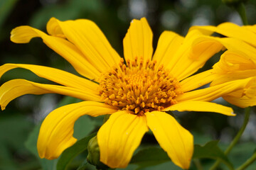 Fototapeta premium Vibrant Yellow Daisy Flower with Delicate Petals in Full Bloom - A Close-Up View of Nature's Beauty