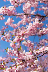Fototapeta premium cherry blossom in spring