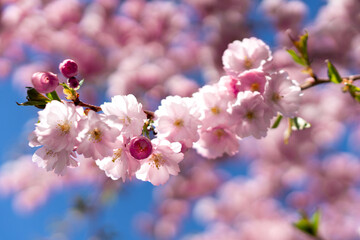 Naklejka premium Single sakura branch with soft blurred background in spring