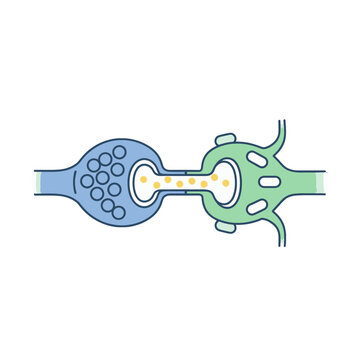 Diagram of a biological synapse showing neurotransmitter release and reception