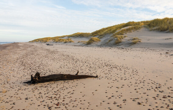 Driftwood lying on sandy beach by coastal dunes, Smoldzino, Poland.