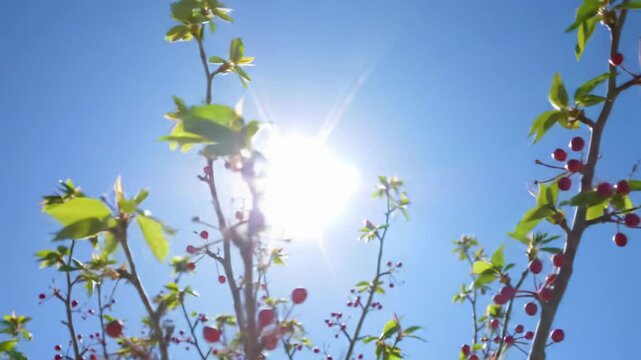 low-angle video of delicate tree branches, emerald leaves, ruby berries, pushing upwards against a cerulean sky. Blazing sun, starburst, golden lens flares. Ethereal nature light display