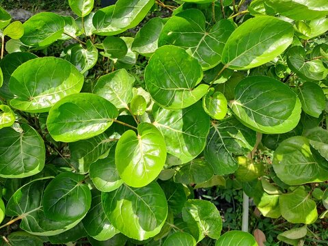 Shield aralia plant (Polyscias scutellaria), the leaves can be used for medicine and cuisine