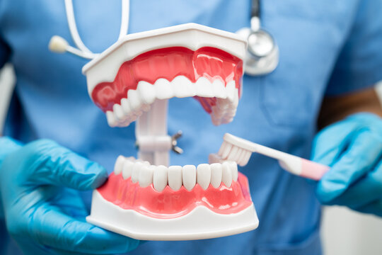 Doctor clean teeth denture with toothbrush for teach patient and dentist studying about dentistry.