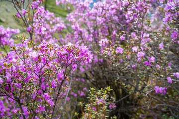 Obraz premium Close up of Flowering Moralnik shrub in the mountains of Chuysky Trakt Altai Russia. Native Siberian plant blooming in mountain landscape.