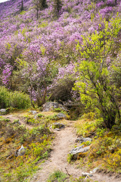 Flowering Moralnik shrub in the mountains of Chuysky Trakt Altai Russia. Native Siberian plant blooming in mountain landscape.