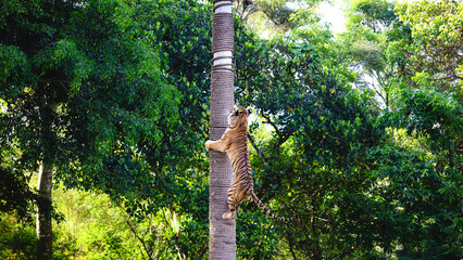 Fototapeta premium A tiger climbing a rope-wrapped pole during a tiger show