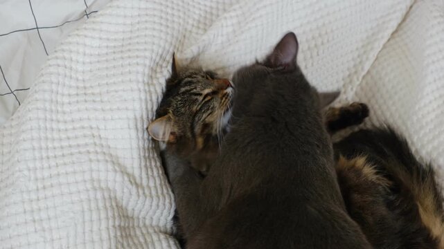 Cats show affection by peacefully grooming themselves. Two pets rest on a white blanket. A feline couple relaxes together. Happy, beautiful tabby cats embrace tenderly. Space for text. Care. Grooming