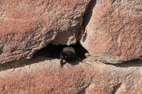 bumblebee (bombus) and a firebug (pyrrhocoris apterus) sitting on a rough stone wall