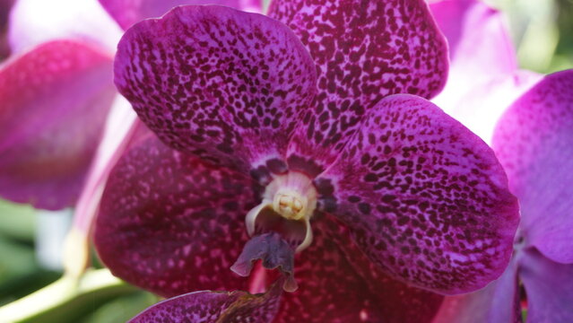 Exotic Purple Orchid with Detailed Petal Pattern