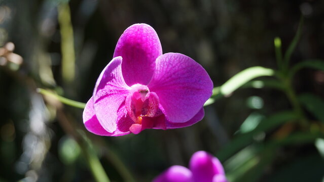 Vibrant pink phalaenopsis orchid flower blooming in the garden, beautiful tropical moth orchid flora