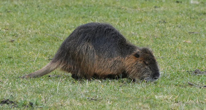 brown nutria (myocastor coypus) eating green grass on a meadow