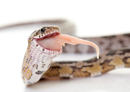 corn snake eating mouse