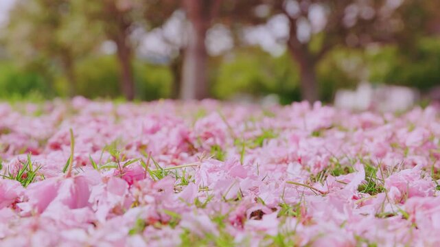 桜吹雪と地面を彩るピンクの絨毯、豊後高田市の春の公園風景