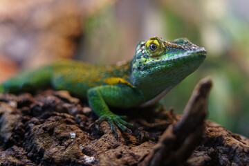Fototapeta premium Baracoa giant anole