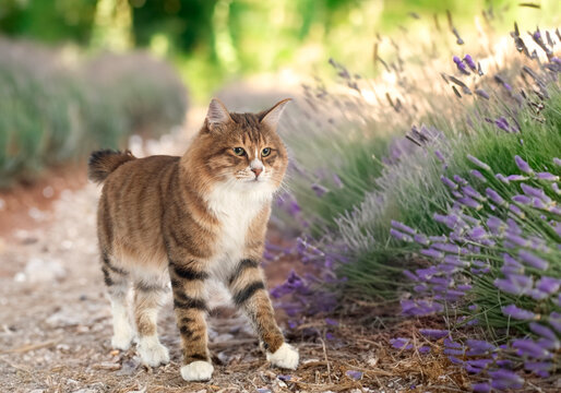 Kurilian Bobtail in nature