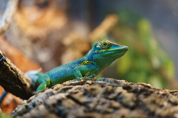 Fototapeta premium Baracoa giant anole