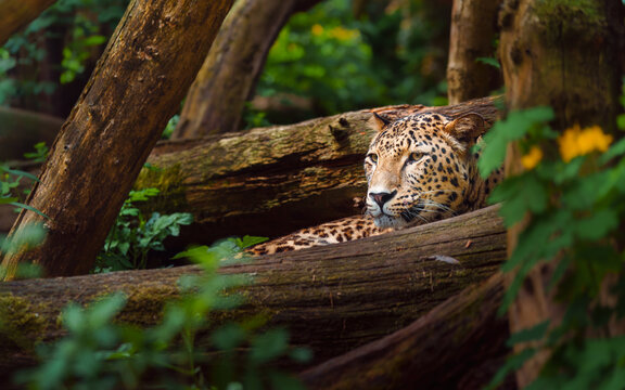 Persian leopard