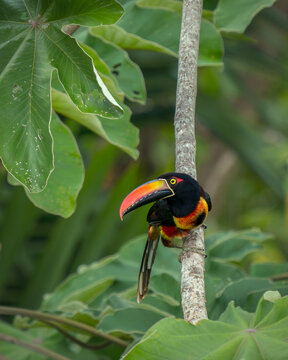 Fiery-billed aracari perched on branch in Costa Rica rainforest