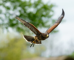 Fototapeta premium Harris´s Hawk