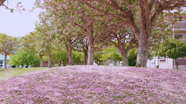 桜吹雪と地面を彩るピンクの絨毯、豊後高田市の春の公園風景