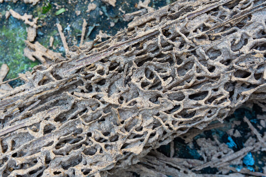 This close-up shot reveals the intricate, honeycomb-like destruction of wood fibers caused by a severe termite infestation, showcasing the devastating texture of decayed timber structures.