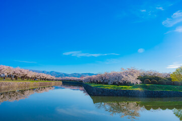 Fototapeta premium Cherry Blossoms and Playground in Hakodate Park under Clear Blue Sky in Hakodate, Hokkaido, Japan