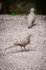 Obraz premium Common Myna (Acridotheres tristis) and Spotted Dove (Streptopelia chinensis) Wildlife Scene