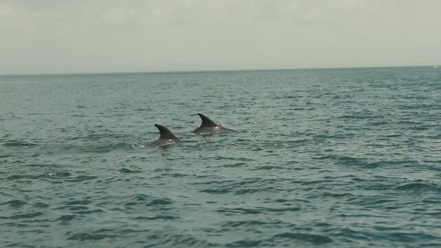 Pod of wild dolphins swimming in the open ocean water