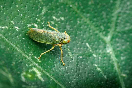 Green leafhopper insect representing agricultural plant pest