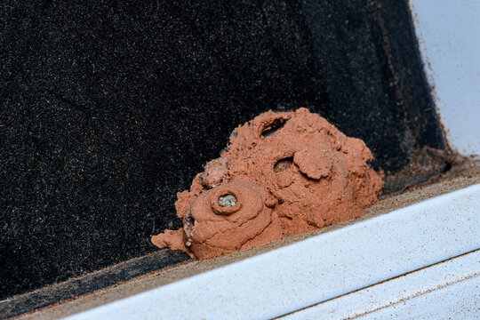 Mud dauber wasp nest forming on building surface