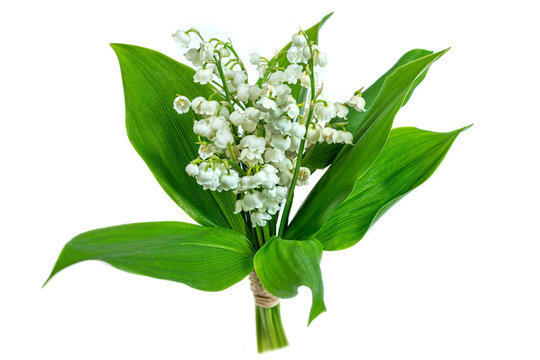 Lily of the valley flower on white background. nature